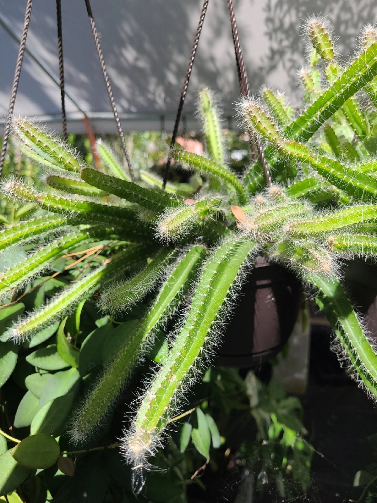 Selenicereus Testudo Cuttings – 4 Live Dog Tail Medusa Cactus Trailing Succulent for Planting & Propagation