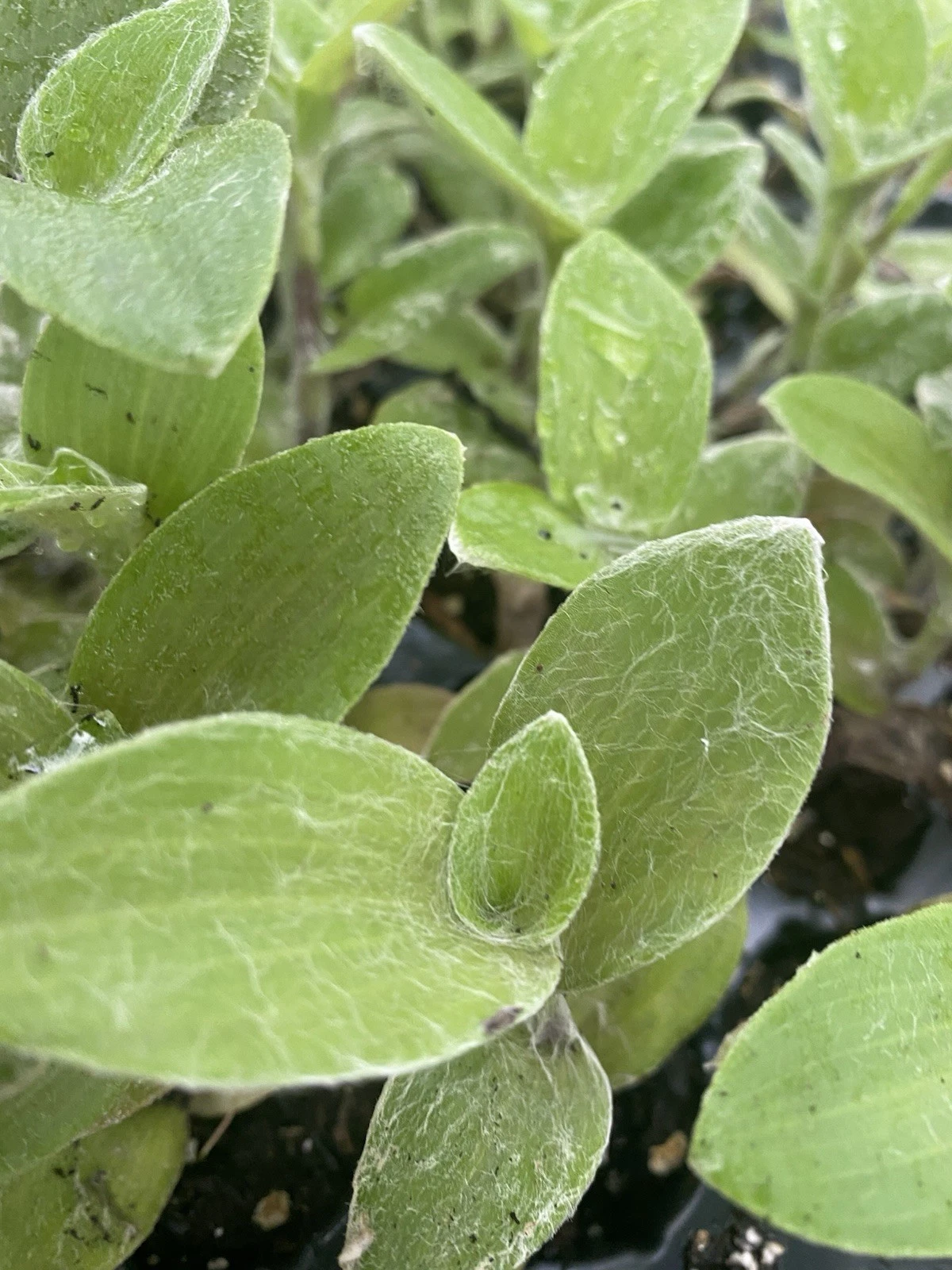 White Fuzzy Tradescantia - 2 Rooted Cuttings, Silver-Green Foliage, Easy Care Indoor Houseplant, Trailing Vining Plant