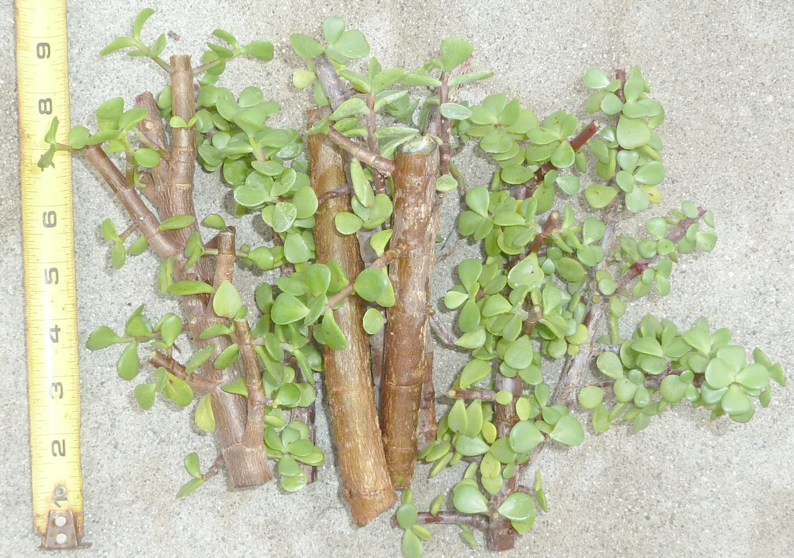 Portulacaria afra Cuttings – 5 Live Succulent Propagation Plants for Bonsai, Elephant Bush, Cork Bark, Unrooted Succulents