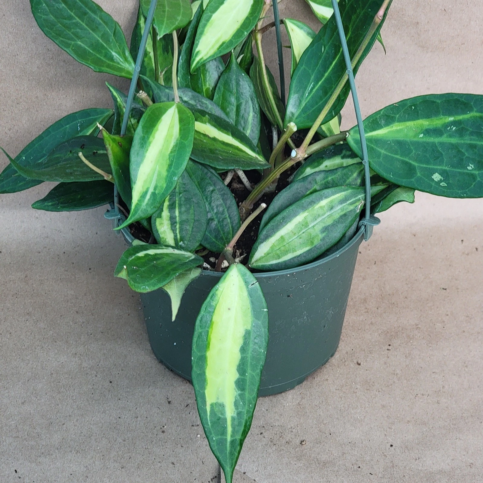 Live 4-inch Hoya macrophylla 'Reverse Pot of Gold' Variegated Wax Plant with Cream-Edged Leaves