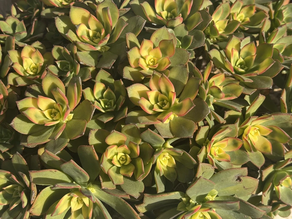 Aeonium ‘Kiwi’ Succulent Cuttings – 4 Live Aeonium haworthii Kiwi Cuttings for Propagation