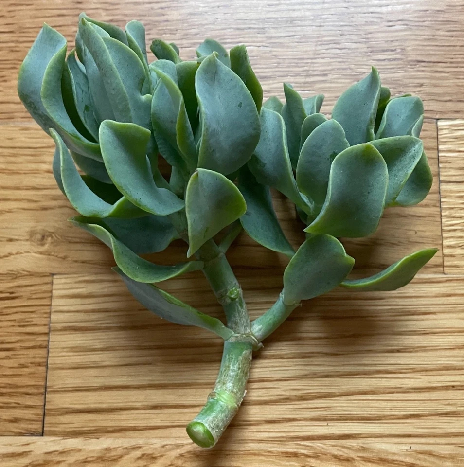 Ripple Wavy Jade Plant (Crassula undulatifolia) - Rooted or Unrooted Succulent for Indoor Growing