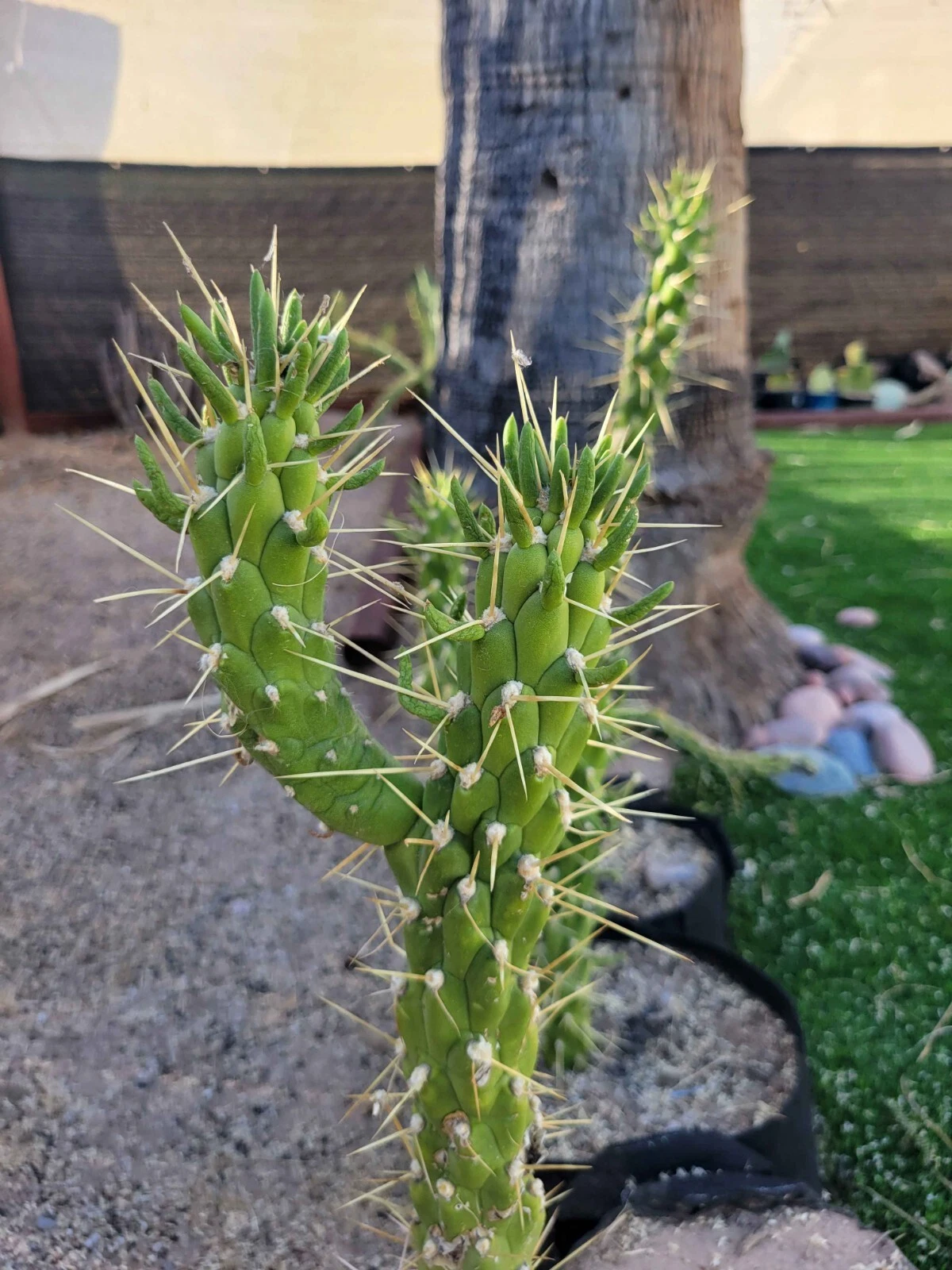 Austrocylindropuntia Eve’s Needle Cactus Cutting – Unrooted Succulent for Propagation, Columnar South American Cactus