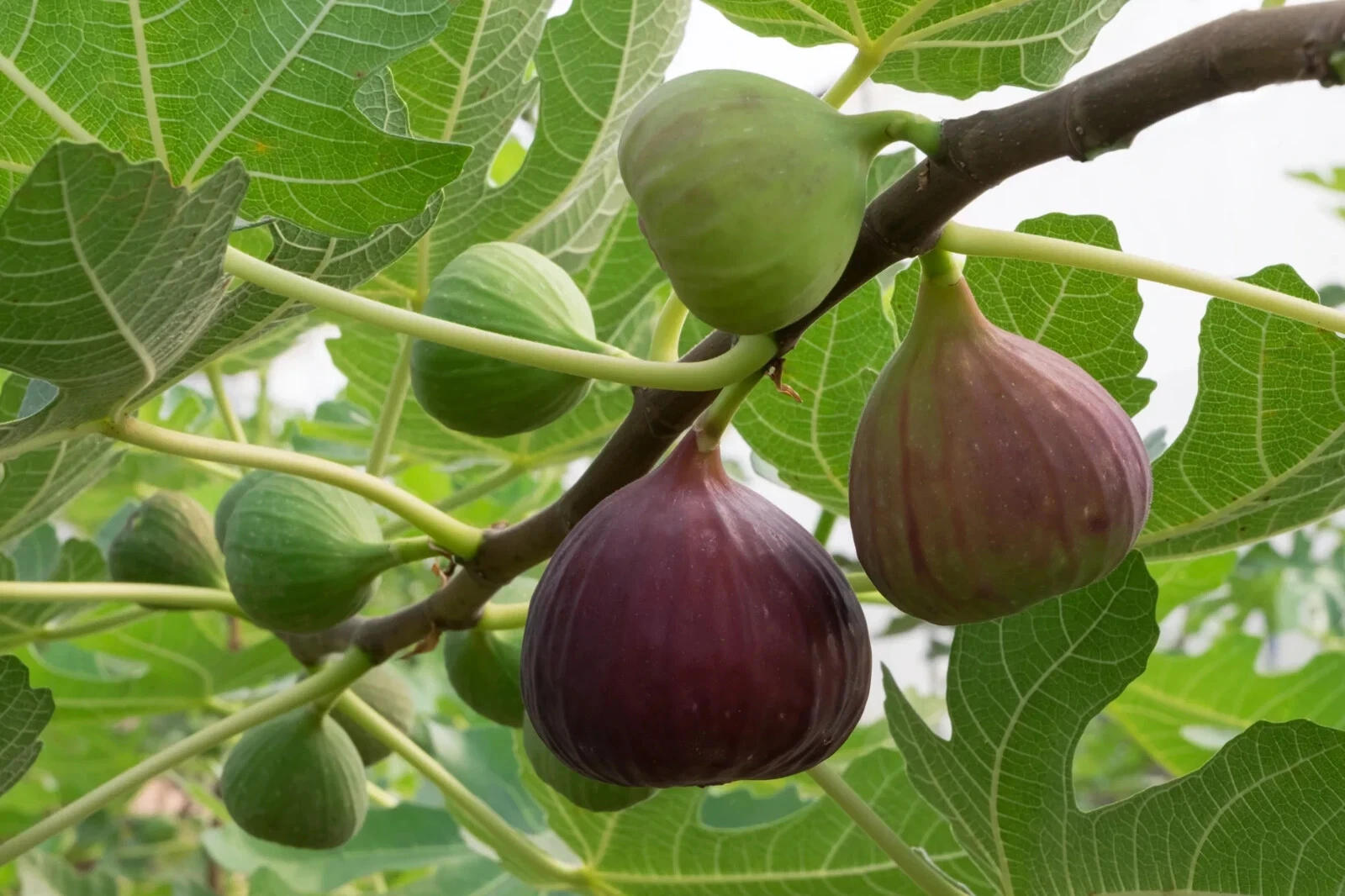 Brown Turkey Fig Cuttings – 2 Unrooted Stem Propagation Stems with Willow Water – Ficus carica Live Plant Starters