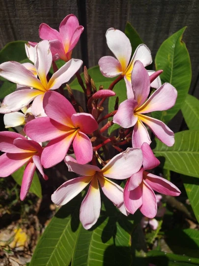 Plumeria Frangipani Cutting – Unrooted Tropical Flowering Plant, 8–12 Inches, Garden Starter, Full Sun, Well-Draining Soil