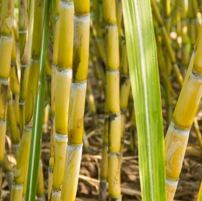 Yellow Sugarcane Cuttings – 20 Stalk Pieces, 18 Inches, 3–4 Nodes, Saccharum officinarum, Tropical Grass for Planting