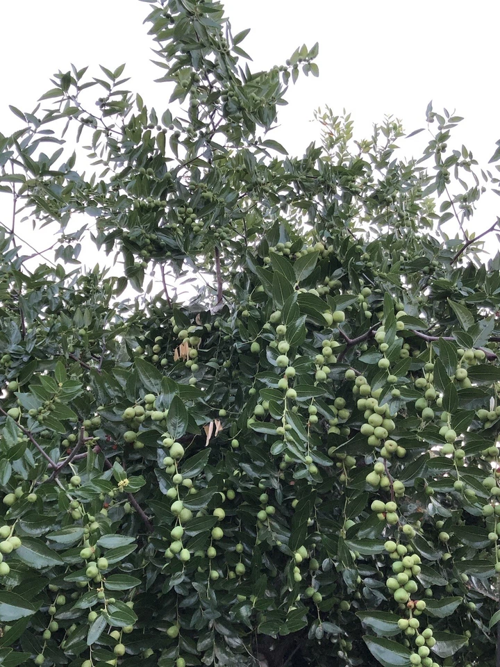 Lang Jujube Tree Cuttings – 5 Unrooted Ziziphus jujuba Chinese Red Date Propagation Cuttings