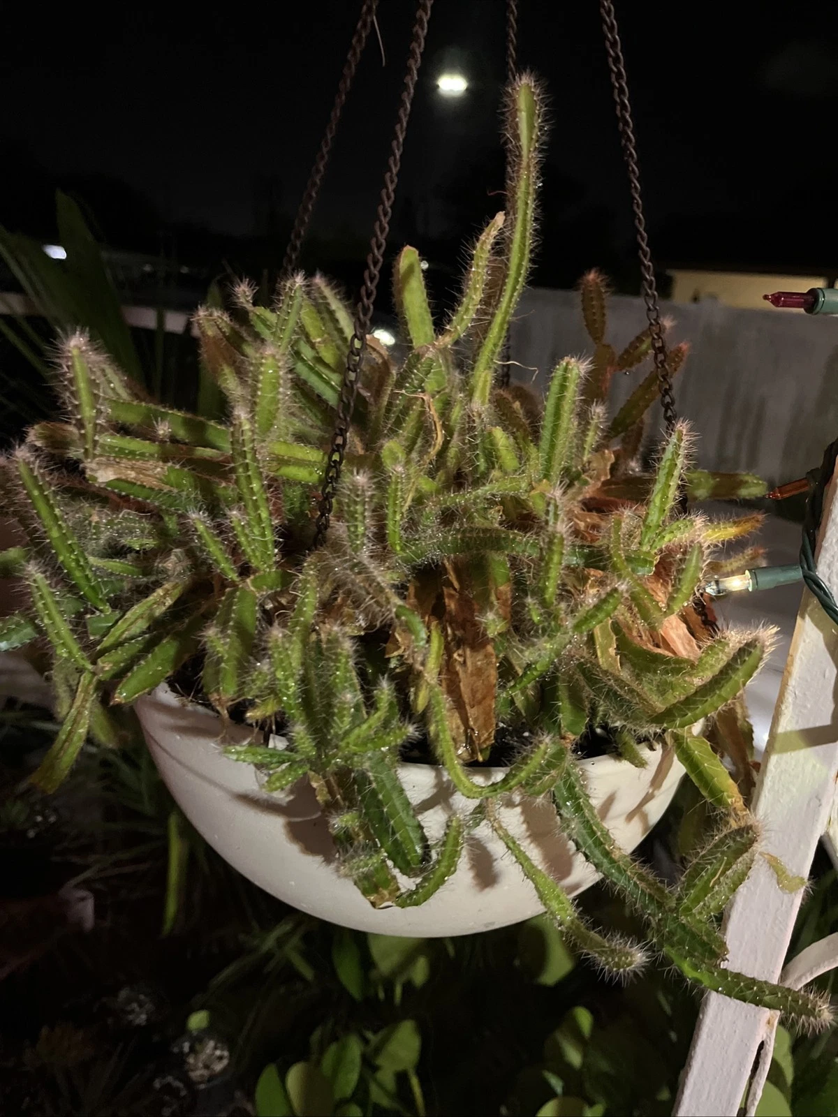 Dog Tail Cactus Live Succulent 2-3 Rooted Pieces 4-6 Inches Strophocactus testudo Trailing/Cascading Plant