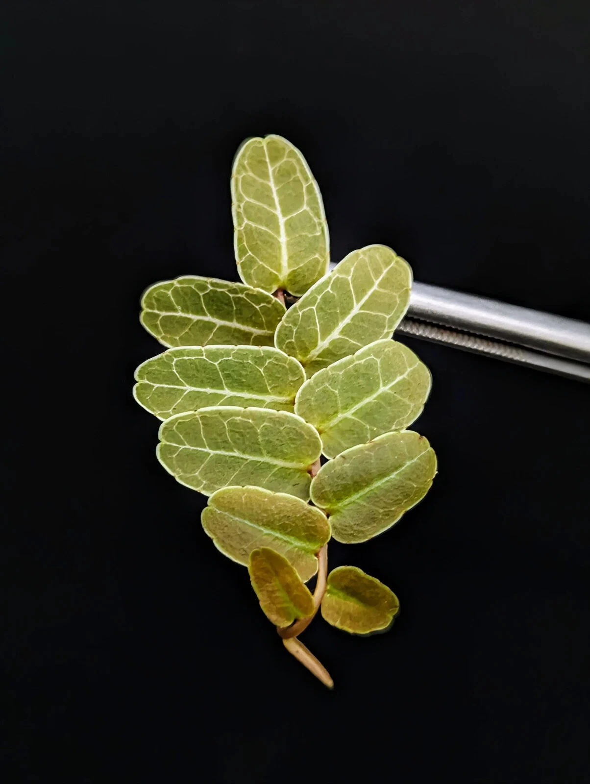 Marcgravia sp. Brown Ecuador 10-Leaf Cutting - Tropical Shingling Vine for Terrariums & Vivariums