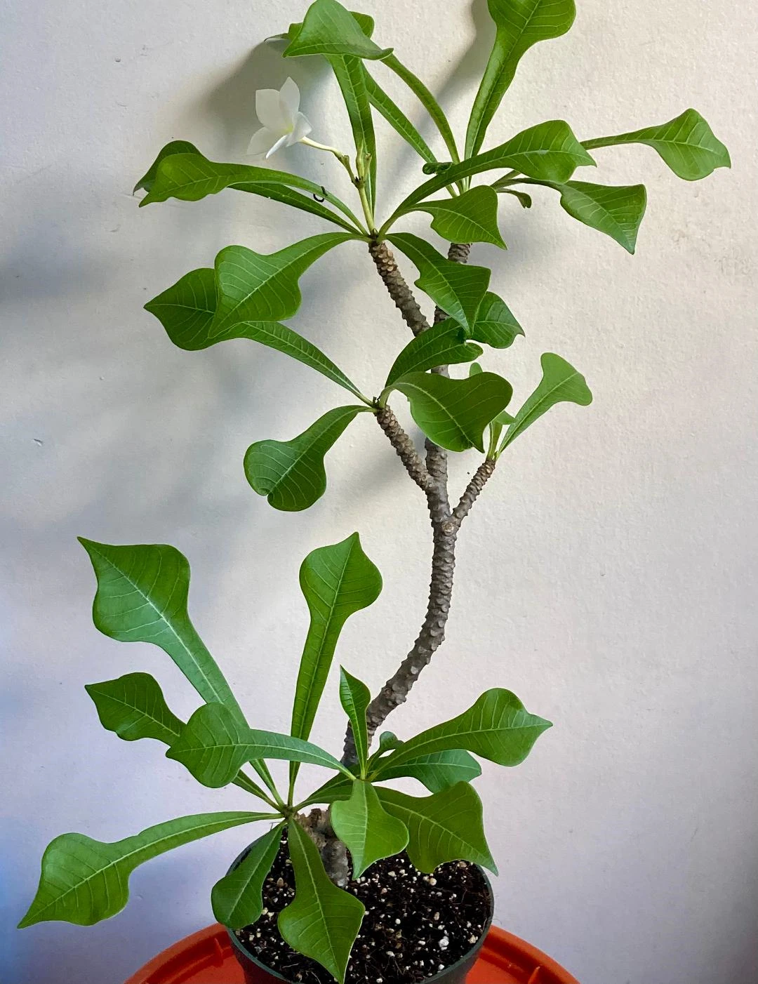 Plumeria Pudica Cutting – 6" Wedding Bouquet Frangipani Tropical White Flowering Plant for Garden & Landscape