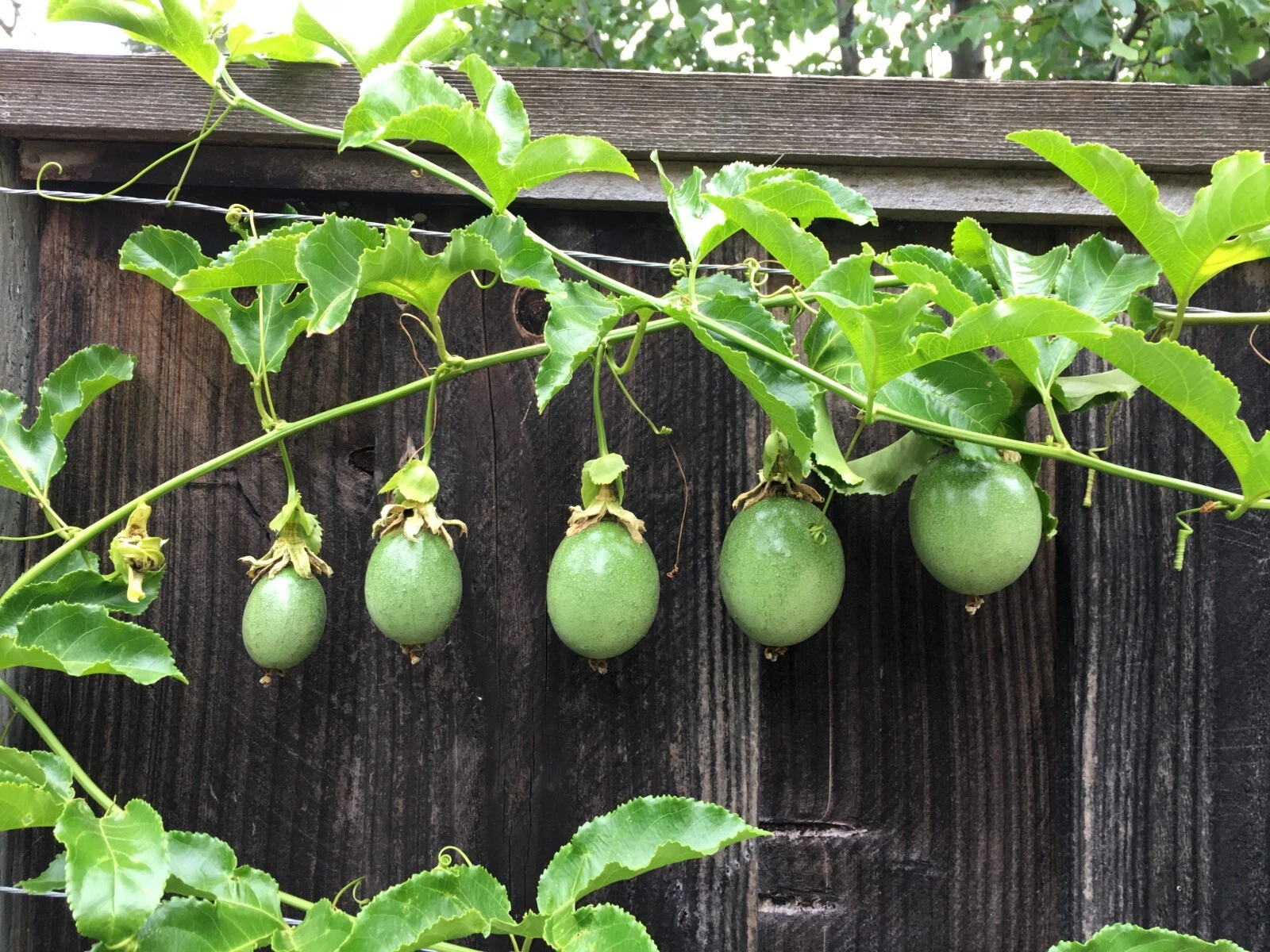 Purple Passion Fruit Cuttings – 10 Live Passiflora edulis Vine Propagation Segments