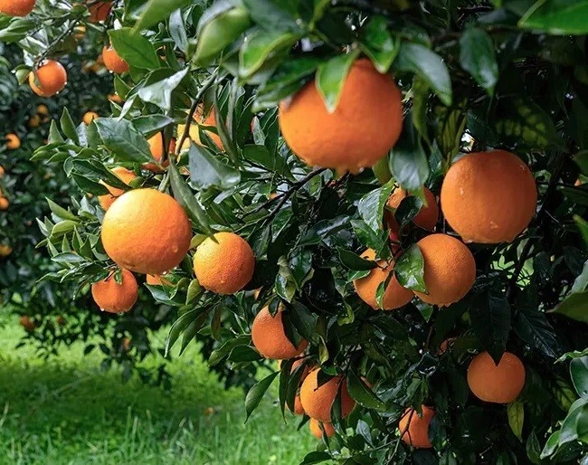 California Navel Orange Scion Cuttings – 3 Unrooted Citrus Grafting Stems, 6-8 Inches, Citrus sinensis