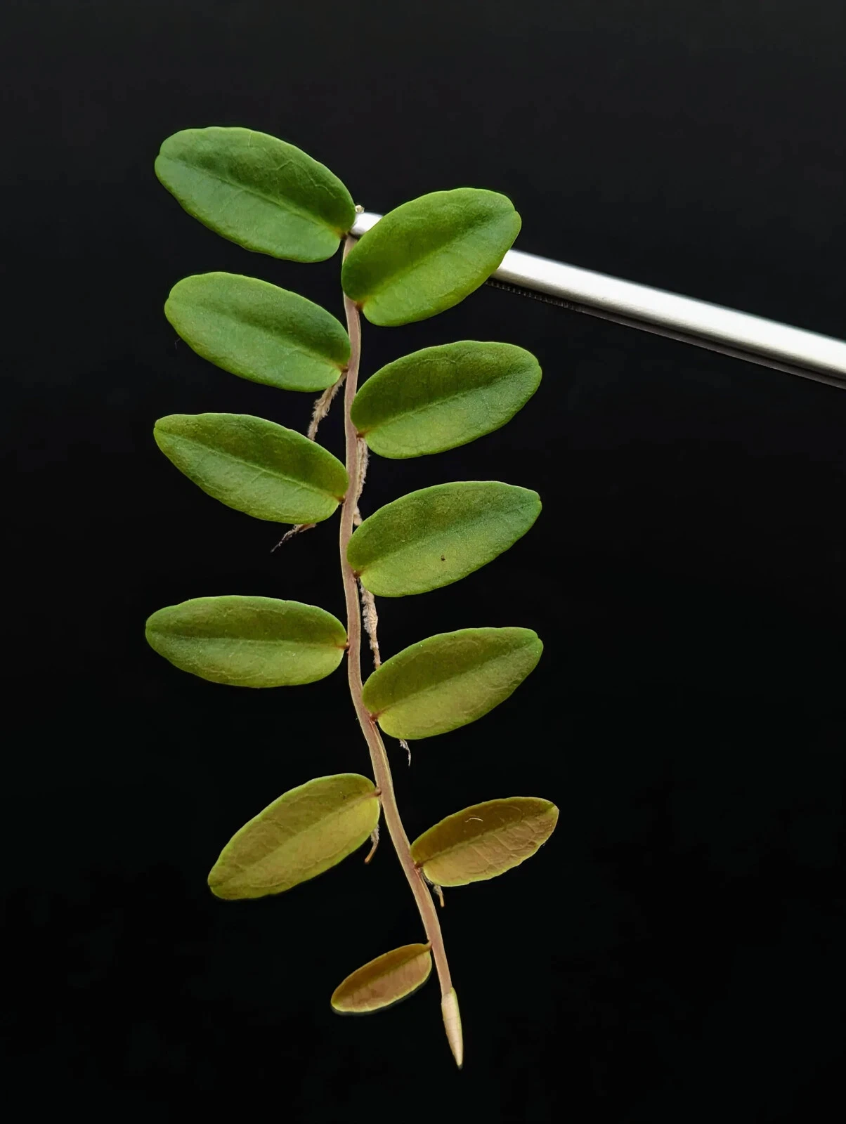 Marcgravia aff. coriacea 10-Leaf Cutting – Shingling Terrarium Vine for Vivariums & Moss Walls