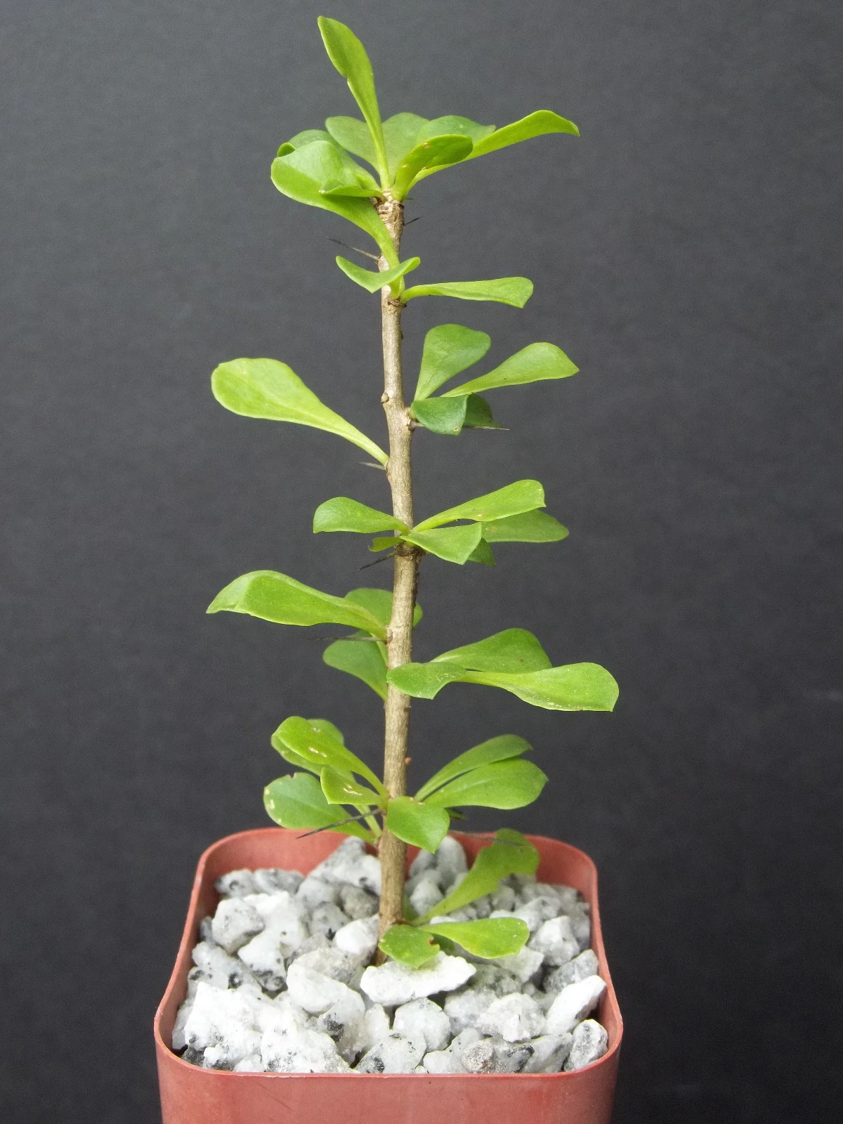 Rare Pereskia portulacifolia Caudex Cactus Plant, 2-Inch Starter, Leafy Bonsai-Style Succulent, Unique Woody Stem, Live Plant