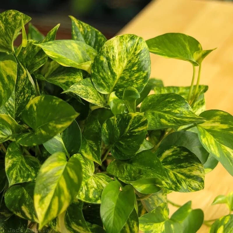 Golden Pothos Unrooted Cutting Starter Plants – Epipremnum aureum Trailing Houseplant, Indoor Vine Propagation Kit