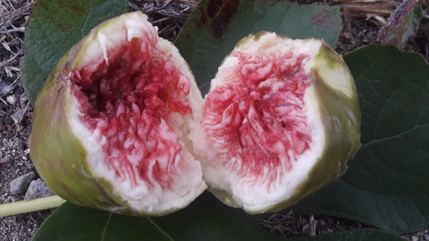 White Adriatic Fig Cuttings – Ficus carica Rooting Stems for Grafting, Fruit Tree Starts, Easy to Grow