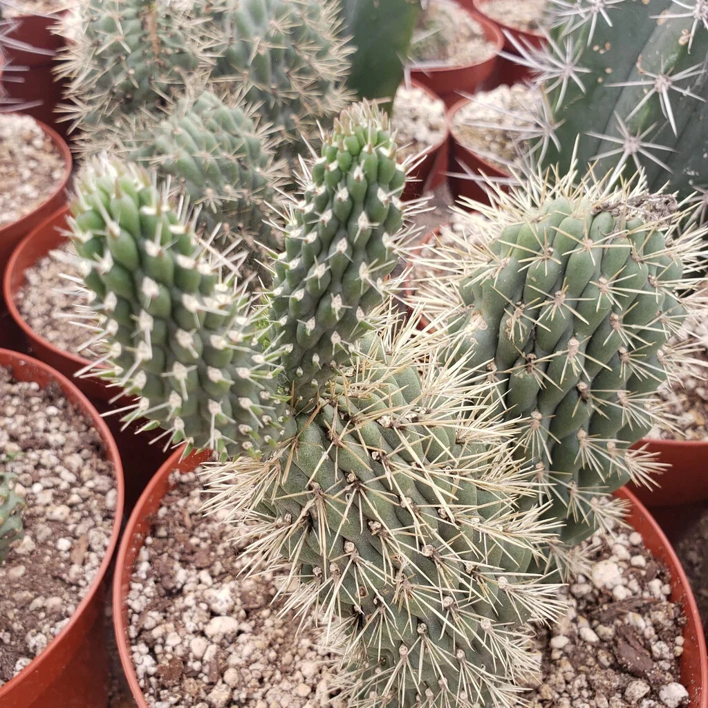 Boxing Glove Cactus Cutting | Cylindropuntia Fulgida Monstrosa Live Desert Cactus for Planting & Propagation