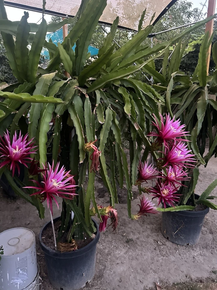 Connie Mayer Dragon Fruit Cuttings – 8–12in Hylocereus Stem for Rooting & Propagation, Live Pitaya Stem, Edible Garden Plant