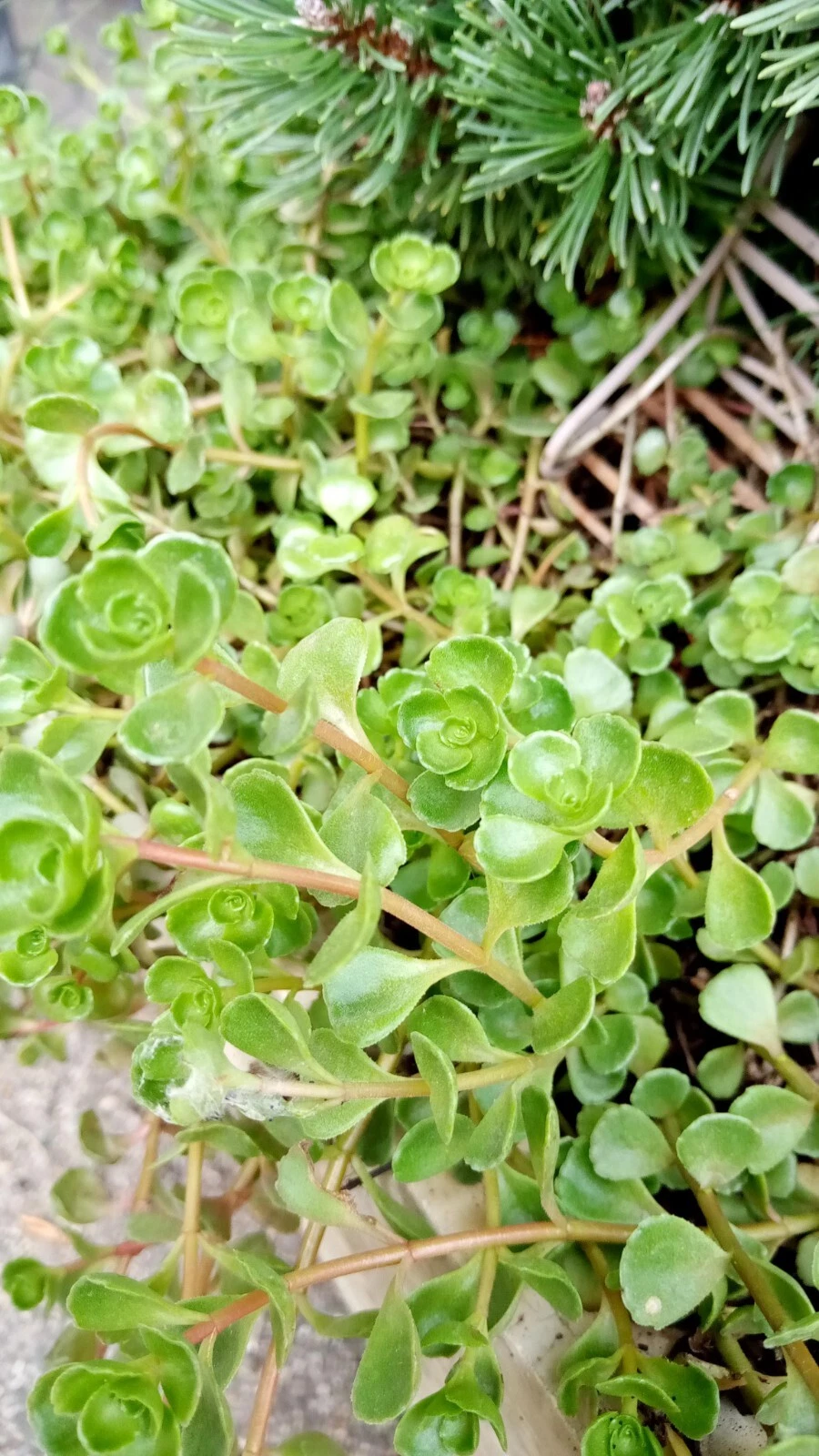 Phedimus Spurius Stonecrop Starter Cuttings - 6 Live Rooted and Unrooted Plants for Groundcover