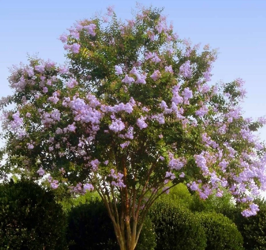 Lilac Purple Crepe Myrtle Cuttings | 8+ Fresh Lagerstroemia indica Stems for Propagation & Garden | Summer Flowering Shrub Starter