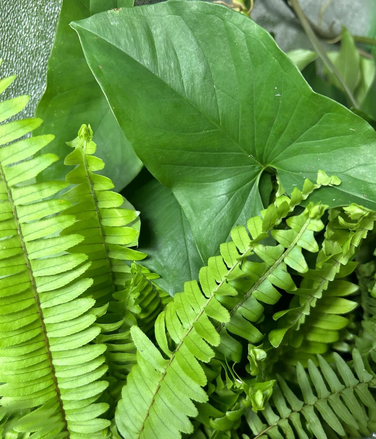 20 Rooted Cuttings Mix of Ferns & Arrowhead Plants – Healthy Indoor Houseplant Starts