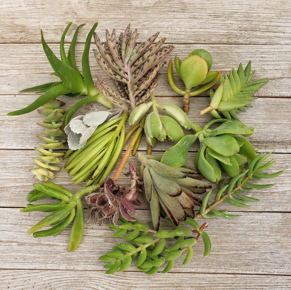 Assorted Succulent Cuttings Set – 10 Live Cactus & Succulent Varieties for Propagation, Indoor & Outdoor Plants