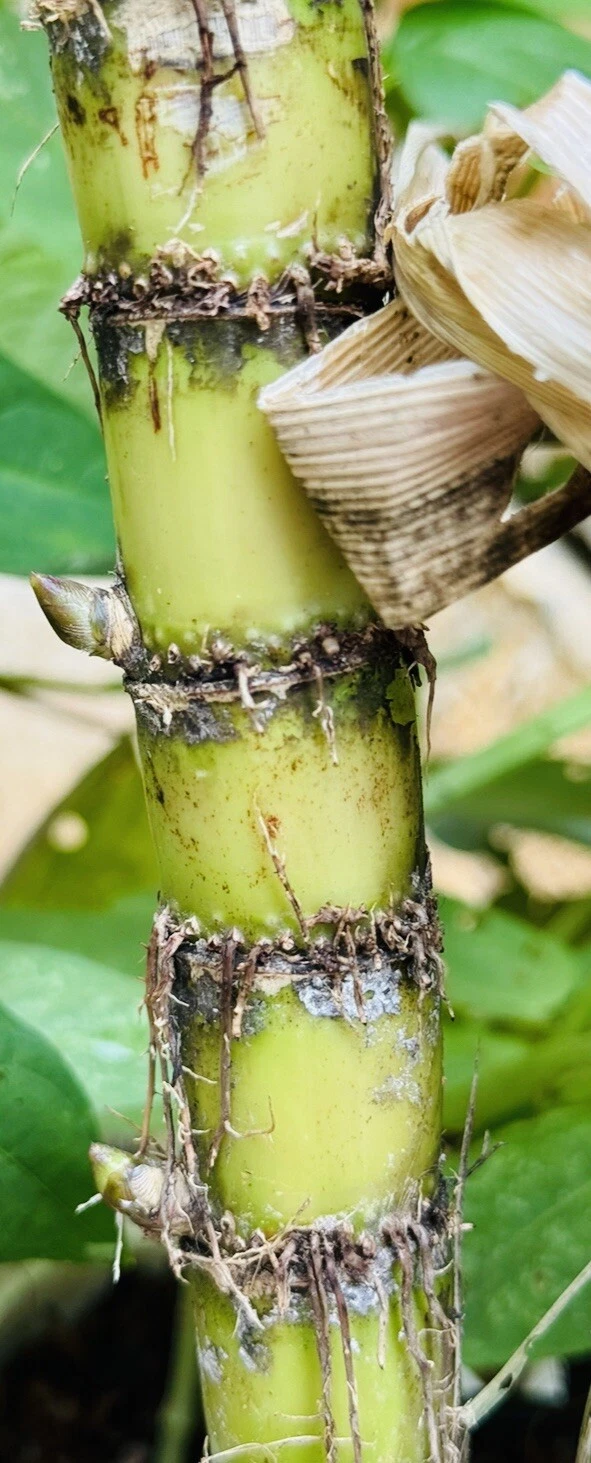 Sugarcane Live Cuttings for Planting – Saccharum officinarum, 8+ Nodes Buds, Unrooted Starter Canes