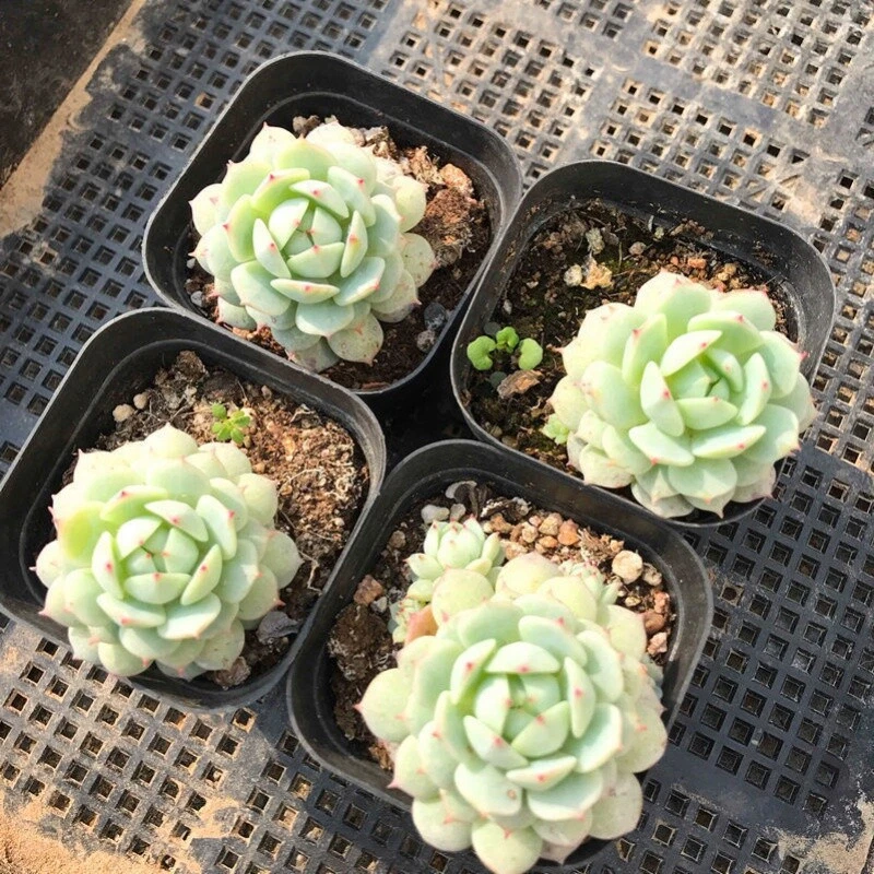 Echeveria derenbergii Succulent Live Plant in 2" Pot – Compact Rosette, Easy Care Indoor & Outdoor