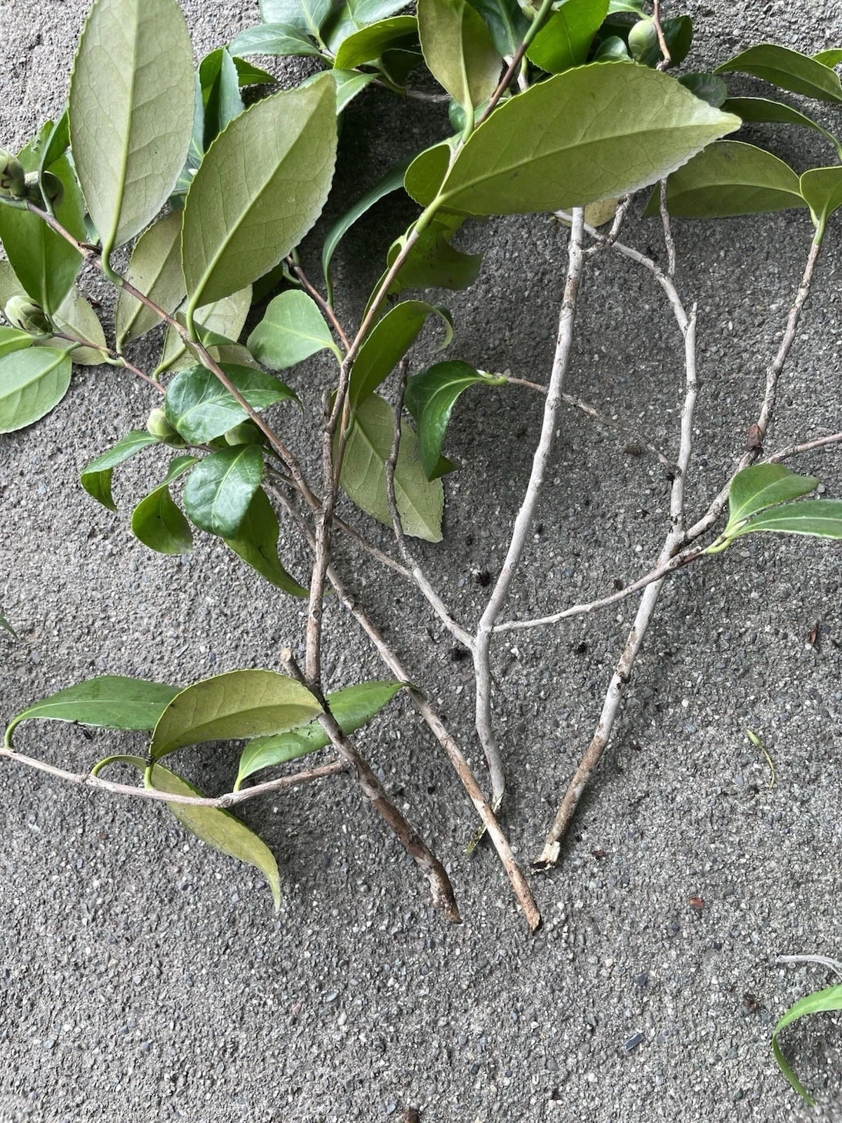 Camellia Japonica Cuttings - 4 Fresh Pink & White Cuttings for Propagation, Japanese Camellia Shrub