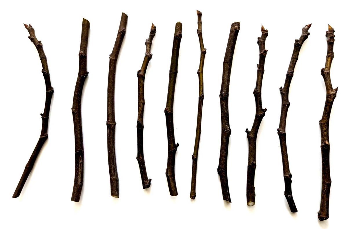 Chicago Hardy Fig Tree Cuttings – 10 Unrooted Hardwood Cuttings for Propagation, 9–10 Inches Long