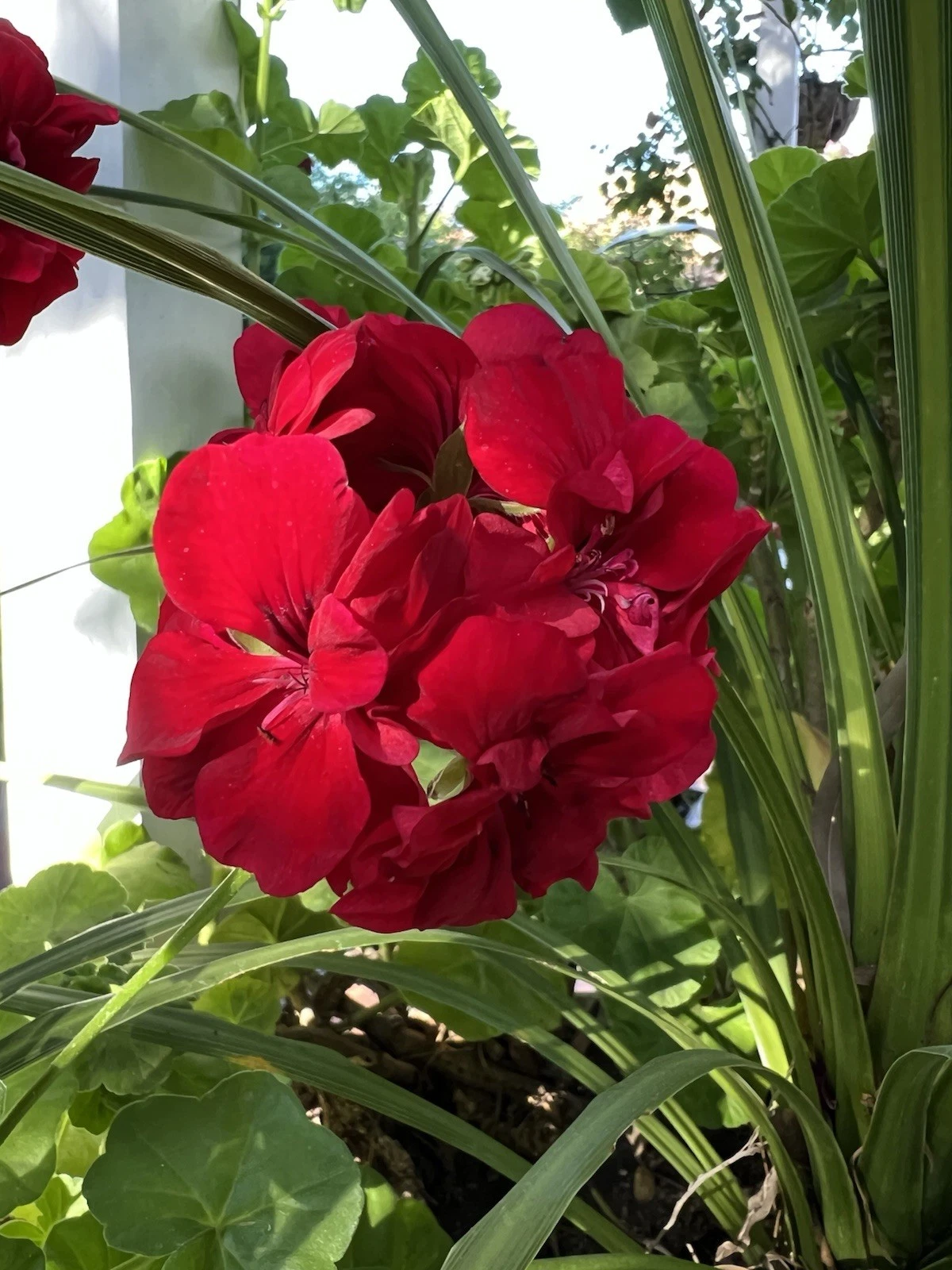 Red Ivy Geranium Cuttings – 5 Live Pelargonium peltatum Trailing Flowering Plant, 6 Inches Long for Propagation