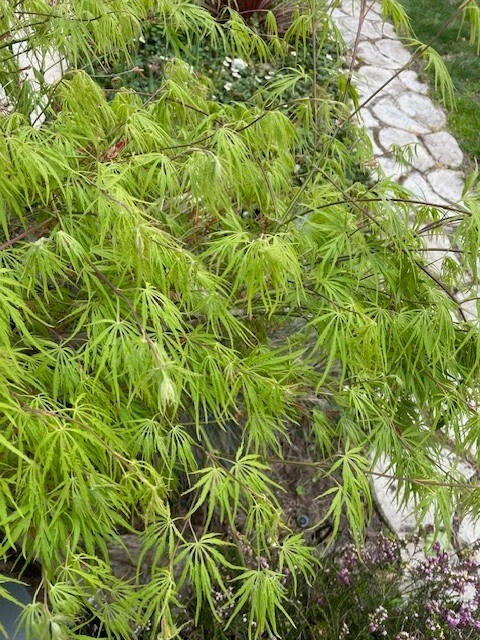 Japanese Dwarf Maple Cuttings – 6 Unrooted Acer palmatum Scion Wood for Rooting & Grafting
