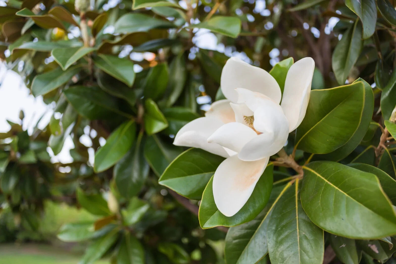 Southern Magnolia Tree Cuttings – 8 Unrooted Stem Cuttings for Propagation – Magnolia grandiflora Evergreen Foliage