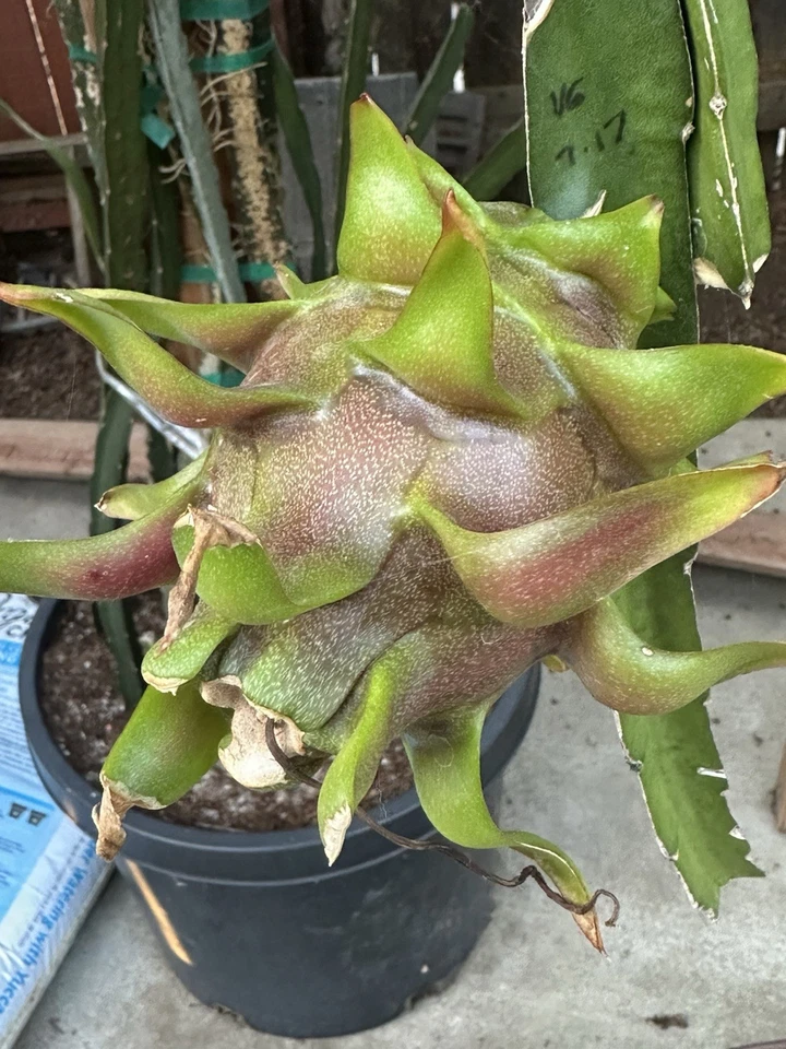 Dragon Fruit Cuttings 8-12 Inches Delight Hylocereus/Selenicereus Hybrid for Rooting Fruit Cactus Starter