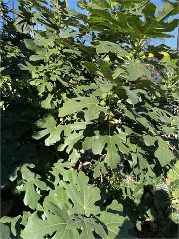 Unrooted Fig Cutting – Dominick’s Ficus carica ‘Dominick’s’ Propagation, 8+ Inches, 3+ Nodes