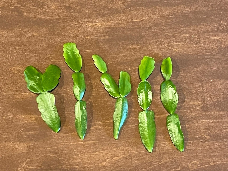 Pink Christmas Cactus Cuttings – Schlumbergera × buckleyi, 3 Unrooted Live Cuttings for Indoor Propagation