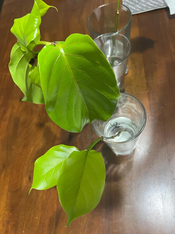 Live Nauclea Latifolia Cutting – Tropical Tree Propagation Unrooted Plant Cutting