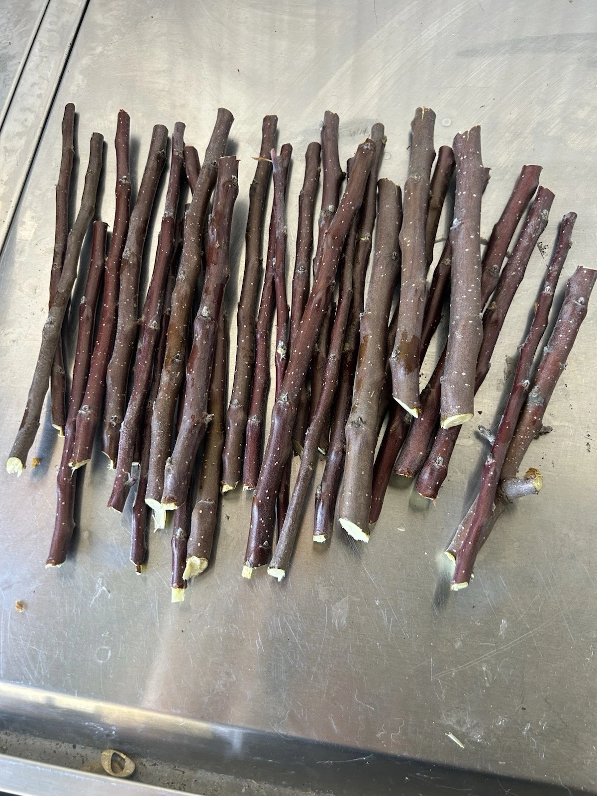 Apple Tree Scions for Grafting – Live Malus domestica Fruit Tree Cuttings for Propagation and Home Orchard