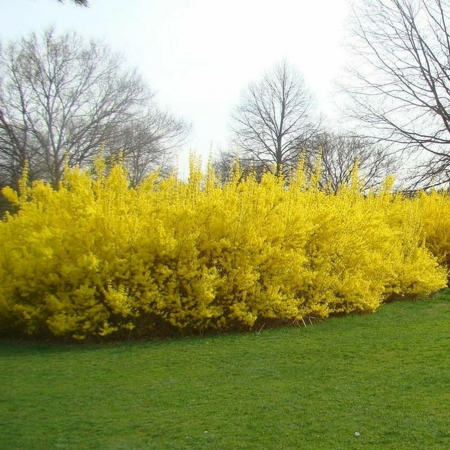 Unrooted Forsythia Shrub Cuttings – 10 Fresh 5-8 Inch Propagation Clippings for Garden Beds & Borders