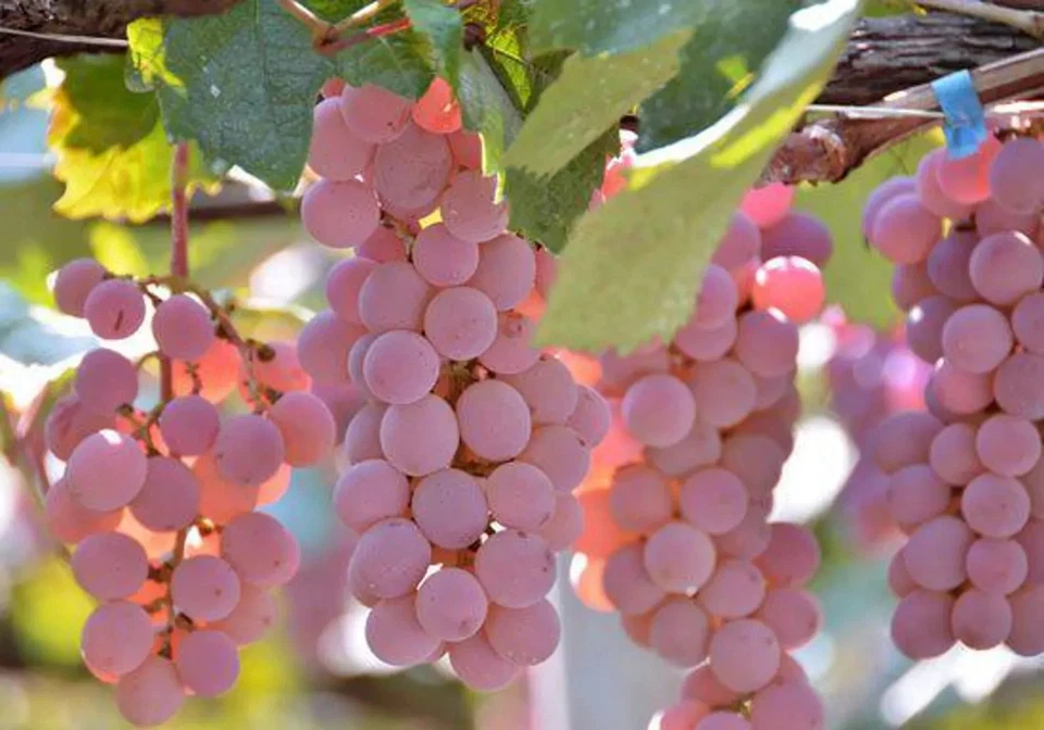 Japanese Koshu Grape Cuttings – 5 Unrooted Vitis vinifera ‘Koshu’ for Rooting & Grafting