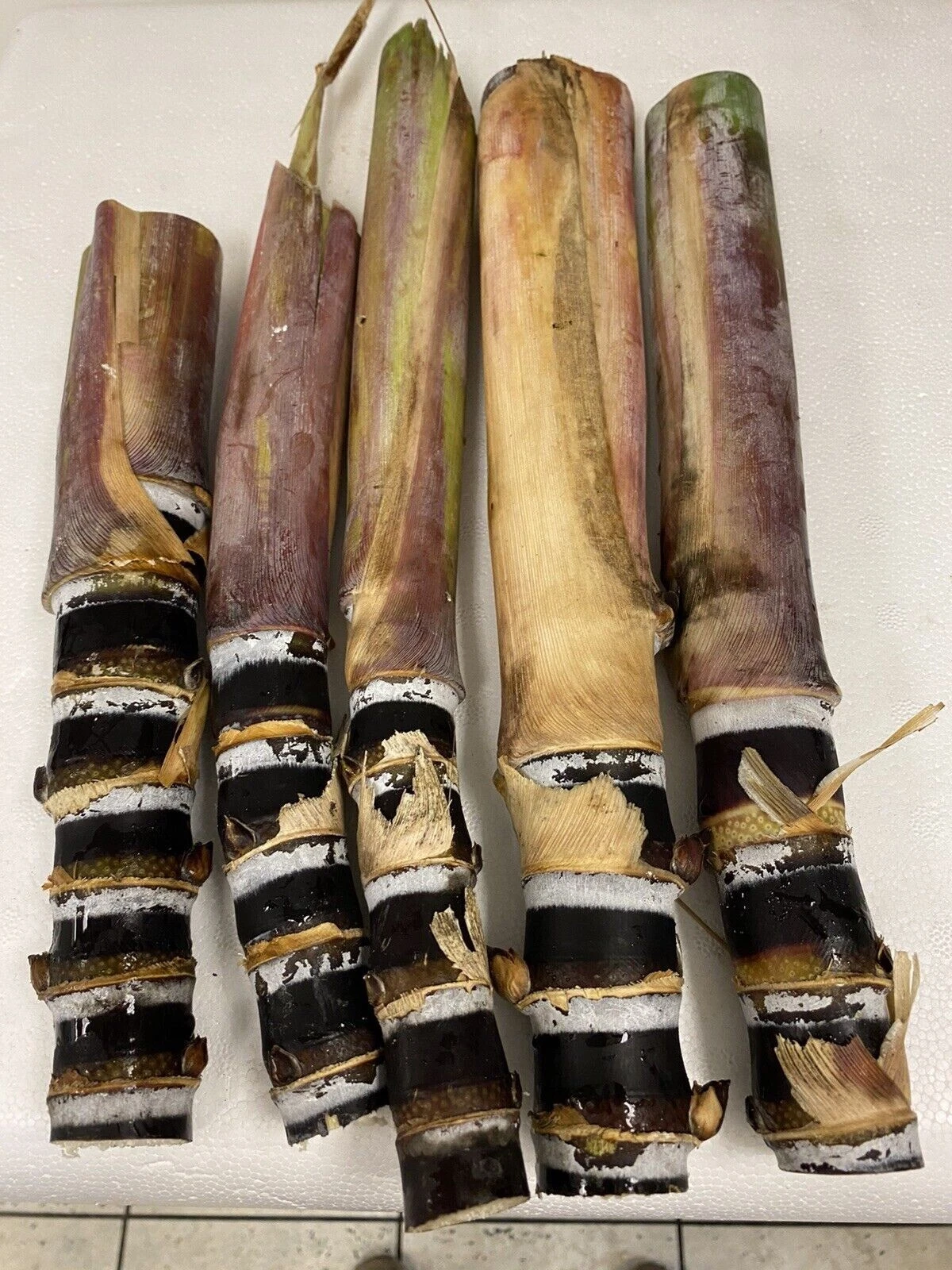 Black Soft Chew Sugar Cane Cuttings - Unrooted Live Saccharum officinarum for Planting, Propagation, Warm Climates