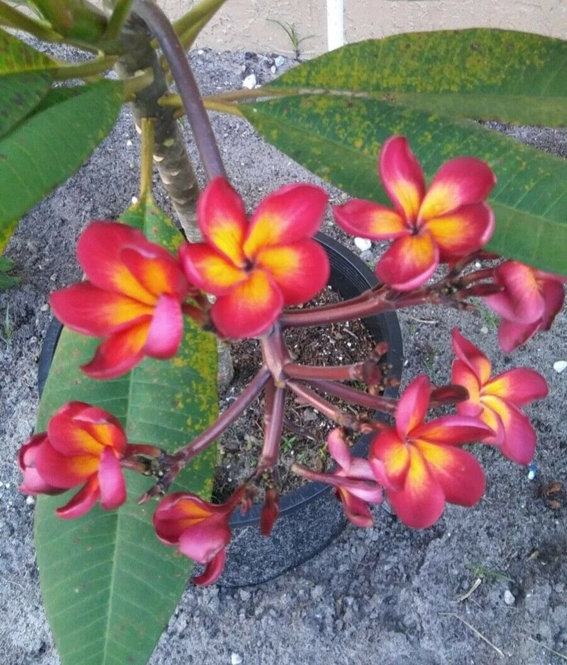 Jamaican Fire Plumeria Cutting – Unrooted Tropical Frangipani Propagation Plant, 2 Tips, Flowering Ornamental Tree
