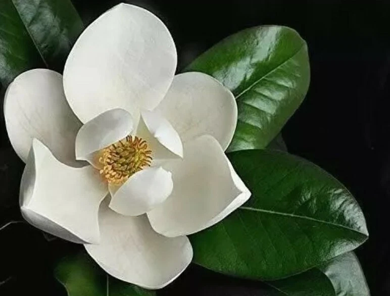 Southern Magnolia Cuttings – 8 Fresh Magnolia grandiflora Live Plant Propagation Cuttings for Rooting or Grafting