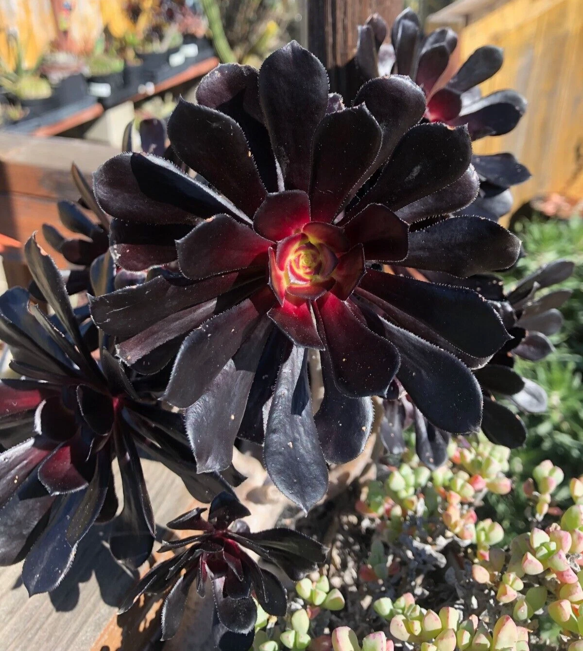 Aeonium Black Rose Cutting – 3-4 Inch Succulent Propagation Unrooted Zwartkop Planting
