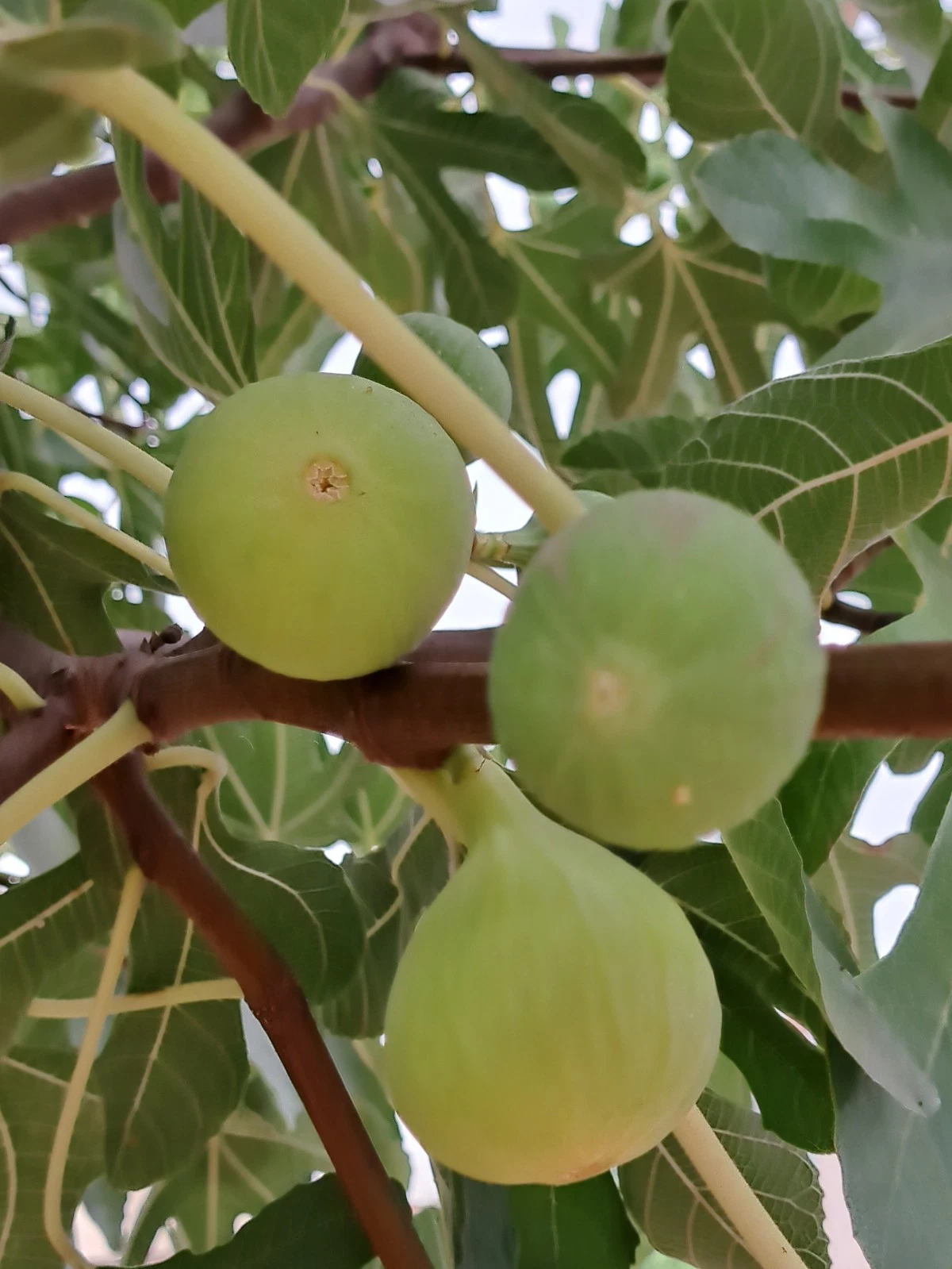 Lattarula Fig Tree Cuttings – 7 Unrooted Ficus Carica Fruit Propagation Cuttings for Garden or Container Growing