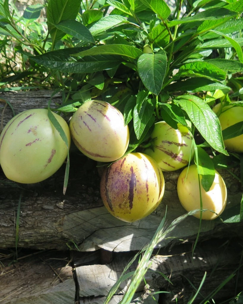 Pepino Melon Seeds – 20 Solanum muricatum Seeds for Planting Sweet Cucumber 人参果