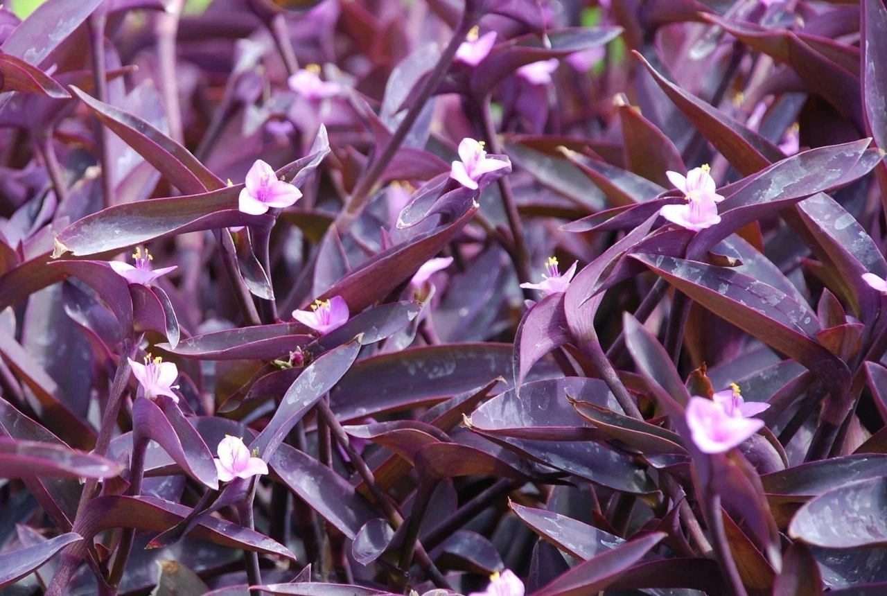 Purple Heart Wandering Jew Cuttings – Unrooted Tradescantia pallida Live Plant Propagation for Indoor Containers