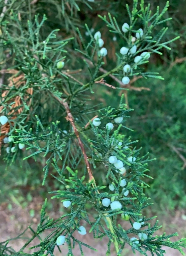 Eastern Red Cedar Cuttings Bulk Lot - 20 Juniperus virginiana Fresh 6-8 Inch Propagation & Craft