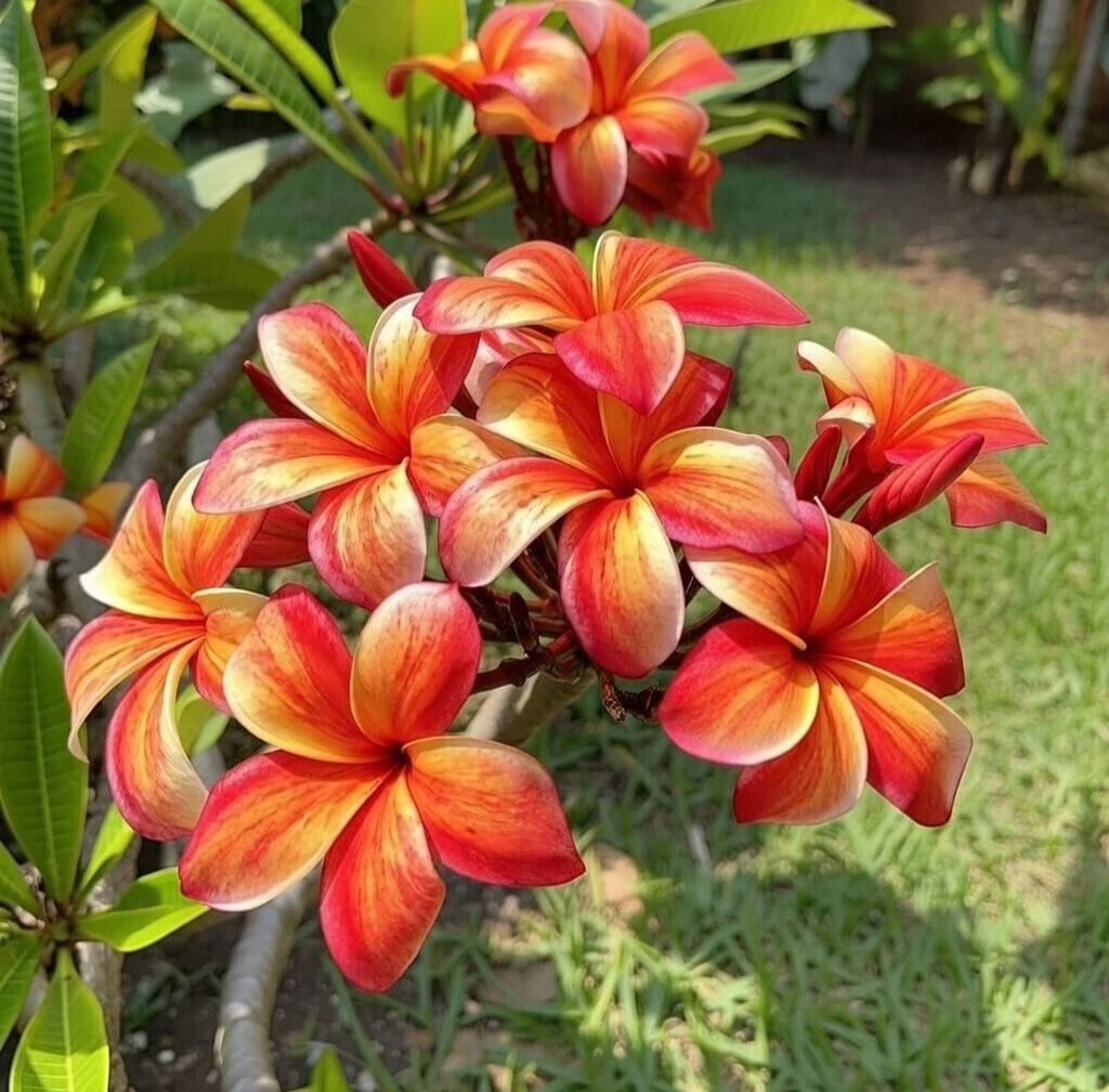 Stormy Tiger Plumeria Cutting – Unrooted Tropical Frangipani Propagation Plant with 2 Tips
