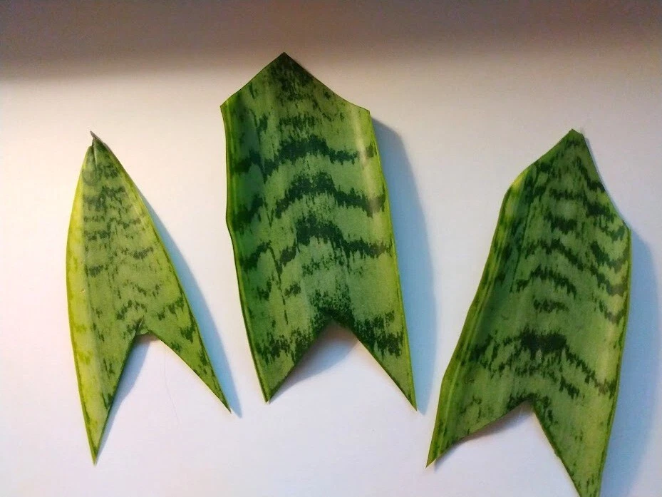 Unrooted Snake Plant Cuttings 3 Pieces for Propagation Indoor Ornamental Sansevieria Leaf Clippings
